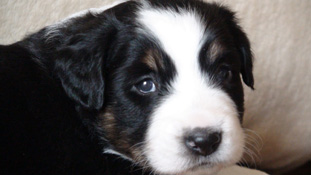 Snickers puppy